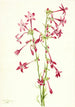 Gilia écarlate Gilia aggregata - Mary Vaux Walcott — weergave van het kunstwerk