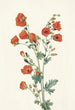 Mauve globe écarlate Sphaeralcea grossulariaefolia - Mary Vaux Walcott — weergave van het kunstwerk