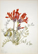 Loco écarlate Astragalus coccineus - Mary Vaux Walcott — weergave van het kunstwerk