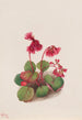 Schizocodon soldanelloides - Mary Vaux Walcott — weergave van het kunstwerk