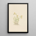Sedum stenopetalum - Mary Vaux Walcott — ingelijst kunstwerk aan de muur
