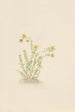 Sedum stenopetalum - Mary Vaux Walcott — weergave van het kunstwerk