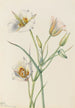 Ségo Lily Calochortus nuttallii - Mary Vaux Walcott — weergave van het kunstwerk