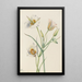 Ségo Lily Calochortus nuttallii - Mary Vaux Walcott — ingelijst kunstwerk aan de muur