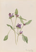 Prunelle commune Prunella vulgaris - Mary Vaux Walcott — weergave van het kunstwerk