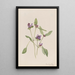Prunelle commune Prunella vulgaris - Mary Vaux Walcott — ingelijst kunstwerk aan de muur
