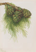 Sequoia géant Sequoia gigantea - Mary Vaux Walcott — weergave van het kunstwerk