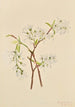 Amélanchier oblongifolia - Mary Vaux Walcott — weergave van het kunstwerk