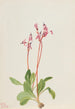 Dodecatheon hendersonii - Mary Vaux Walcott — weergave van het kunstwerk