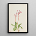 Dodecatheon hendersonii - Mary Vaux Walcott — ingelijst kunstwerk aan de muur