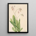 Dodecatheon meadia - Mary Vaux Walcott — ingelijst kunstwerk aan de muur