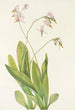 Dodecatheon meadia - Mary Vaux Walcott — weergave van het kunstwerk
