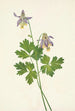 Ancolie à éperon court Aquilegia brevistyla - Mary Vaux Walcott | Reproduction — weergave van het kunstwerk