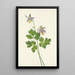 Ancolie à éperon court Aquilegia brevistyla - Mary Vaux Walcott | Reproduction — ingelijst kunstwerk aan de muur