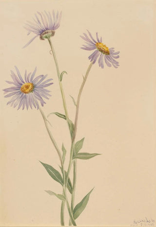 Mary Vaux Walcott - Showy Fleabane Erigeron salsuginosus.webp