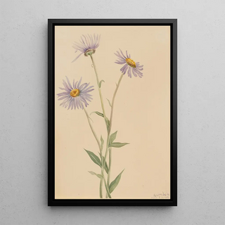 Mary Vaux Walcott - Showy Fleabane Erigeron salsuginosus.webp