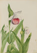 Sabot de la Vierge Cypripedium reginae - Mary Vaux Walcott — weergave van het kunstwerk
