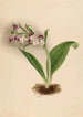 Orchideeën spectaculaire Orchis spectabilis - Mary Vaux Walcott — weergave van het kunstwerk