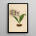 Orchideeën spectaculaire Orchis spectabilis - Mary Vaux Walcott — ingelijst kunstwerk aan de muur