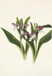 Orchis spectaculaires Orchis spectabilis - Mary Vaux Walcott — weergave van het kunstwerk