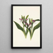 Orchis spectaculaires Orchis spectabilis - Mary Vaux Walcott — ingelijst kunstwerk aan de muur