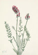 Oxytrope splendens - Mary Vaux Walcott — weergave van het kunstwerk