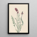 Oxytrope splendens - Mary Vaux Walcott — ingelijst kunstwerk aan de muur
