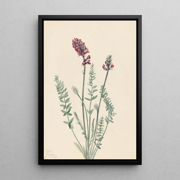 Mary Vaux Walcott - Showy Oxytrope Oxy tropis splendens.webp