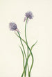 Oignon de Sibérie Allium sibericum - Mary Vaux Walcott — weergave van het kunstwerk