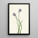 Oignon de Sibérie Allium sibericum - Mary Vaux Walcott — ingelijst kunstwerk aan de muur