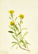Solidage ciliosa - Mary Vaux Walcott — weergave van het kunstwerk