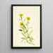 Solidage ciliosa - Mary Vaux Walcott — ingelijst kunstwerk aan de muur