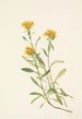 Solidage ciliosa - Mary Vaux Walcott — weergave van het kunstwerk