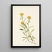 Solidage ciliosa - Mary Vaux Walcott — ingelijst kunstwerk aan de muur