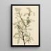 Chalef argenté Elaeagnus commutata - Mary Vaux Walcott | Reproduction — ingelijst kunstwerk aan de muur