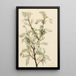 Mary Vaux Walcott - Silverberry Elaeagnus commutata.webp