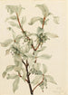 Chalef argenté Elaeagnus commutata - Mary Vaux Walcott | Reproduction — weergave van het kunstwerk