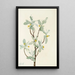 Fleur de chalef argenté Elaeagnus commutata - Mary Vaux Walcott — ingelijst kunstwerk aan de muur