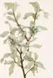 Fruit de chalef argenté Elaeagnus commutata - Mary Vaux Walcott — weergave van het kunstwerk