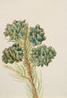 Pin à une feuille Pinus monophylla - Mary Vaux Walcott — weergave van het kunstwerk