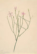 Fleur squelette Lygodesmia juncea - Mary Vaux Walcott — weergave van het kunstwerk