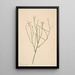 Fleur squelette Lygodesmia juncea - Mary Vaux Walcott — ingelijst kunstwerk aan de muur