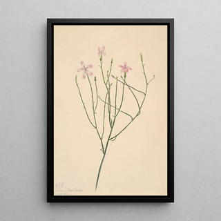 Mary Vaux Walcott - Skeleton Flower Lygodesmia juncea.webp