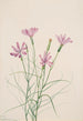 Lygodesmia grandiflora - Mary Vaux Walcott — weergave van het kunstwerk