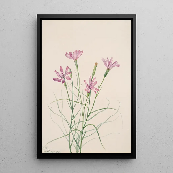 Mary Vaux Walcott - Skeleton Weed Lygodesmia grandiflora.webp