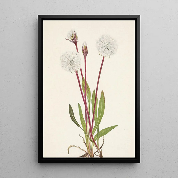 Mary Vaux Walcott - Slender Agoseris Agoseris gracilens.webp
