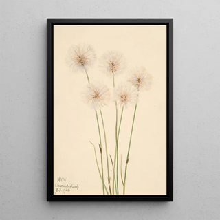 Mary Vaux Walcott - Slender CottonGrass Eriophorum chamissonis.webp