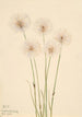 Linaigrette gracile Eriophorum chamissonis - Mary Vaux Walcott — weergave van het kunstwerk