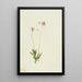 Dodecatheon pauciflorum - Mary Vaux Walcott — ingelijst kunstwerk aan de muur