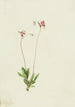 Dodecatheon pauciflorum - Mary Vaux Walcott — weergave van het kunstwerk